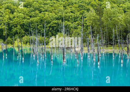 Landschaft des Biei Blue Pond in Hokkaido, Japan Stockfoto