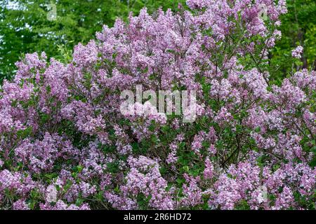 Nahaufnahme von Zwergflieder (syringa meyerii „Palibin“) während der Hochblüte. Stockfoto