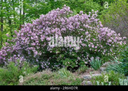 Zwergflieder oder koreanische Flieder (syringa meyerii „Palibin“) während der Hochblüte. Stockfoto