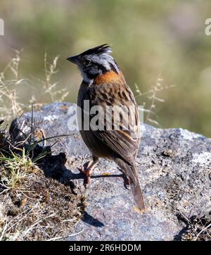 Rufoushalssperling (Zonotrichia capensis), Machu Picchu, Peru, Südamerika Stockfoto