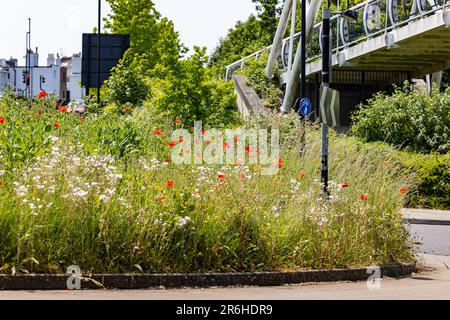 Wildblumen wie Mohn und Ochsenschwanz wachsen in einem umweltfreundlichen Kreisverkehr an einer verkehrsreichen Straße in Großbritannien Stockfoto