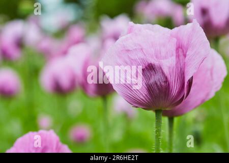 Lila Mohn Feld bei Bad Salzufeln in der Blütezeit, Papaver somniferum, Ostwestfalen Lippe, NRW, Deutschland, Europa Stockfoto