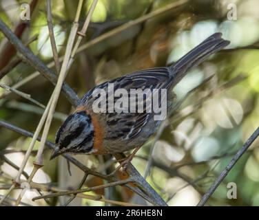 Rufoushalssperling (Zonotrichia capensis), Machu Picchu, Peru, Südamerika Stockfoto