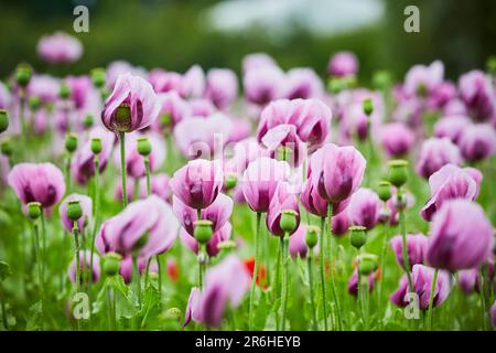 Lila Mohn Feld bei Bad Salzufeln in der Blütezeit, Papaver somniferum, Ostwestfalen Lippe, NRW, Deutschland, Europa Stockfoto