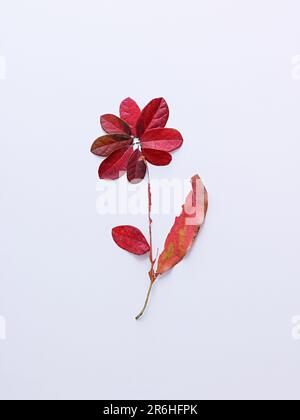 Nahaufnahme eines lebendigen Herbstblattes mit Grün-, Rot- und Pink-Farbtönen auf weißem Hintergrund Stockfoto