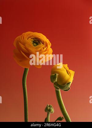 Ein leuchtendes Paar gelber Rosen, eine blüht in voller Blüte, die andere ist teilweise geöffnet Stockfoto