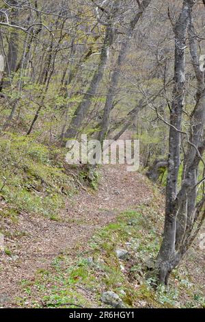 Schöner Landweg durch den Wald im frühen Frühjahr in Sakunami bei Sendai, Japan, mit Bäumen, die frühe Anzeichen von grünen Triebe und Blättern zeigen Stockfoto