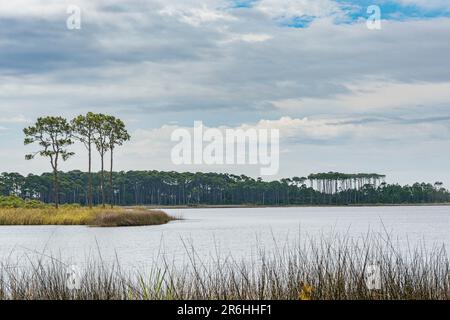 Langlaufkiefern am Ufer des Western Lake, einem Dünensee an der Küste am Scenic Highway 30a, im Grayton Beach State Park in Walton County Florida, USA. Stockfoto