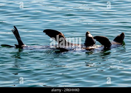 Seelöwen spielen im Meer zwischen der kalifornischen Küste und dem Channel Islands-Nationalpark Stockfoto