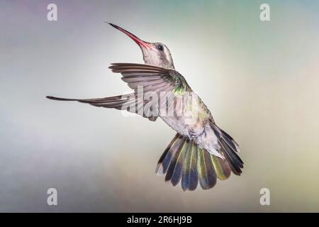 Farbenfroher, schillernder Kolibri schwebt, fliegt, Bewegung gefroren in der Luft Stockfoto