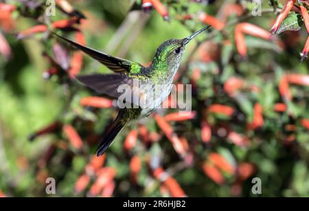 Nahaufnahme des Kolibri mit Streifenschwänzen in der Luft, Panama Stockfoto