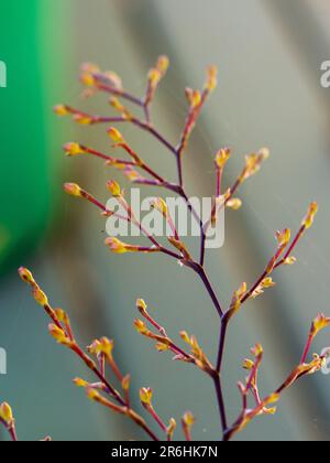 Ein Stiel aus Orchideenblütenknospen, Oncidium, dunkelviolette Stiele mit gelben Knospen Stockfoto