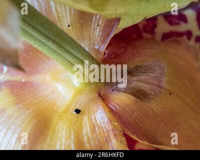 Makroaufnahme einer gelb-rot gemusterten Stanhopea-Orchideenblume, wo der grüne Stiel auf die Blütenblätter trifft, Australischer Küstengarten Stockfoto