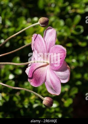 Wilde rosa japanische Windblume und Knospen entzückend von hinten, Küsten-Cottage-Garten, Australien Stockfoto