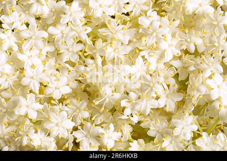 Frische Blüten von europäischem schwarzem Ältesten, Nahaufnahme, von oben. Blüten von Sambucus, auch bekannt als Holunderblüte, für Saft oder Sirup. Stockfoto