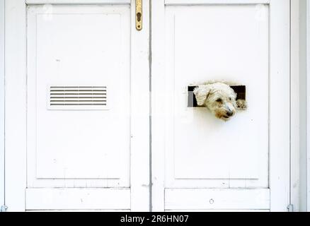 Kleiner Hund ist außerhalb der weißen Tür beobachten. Stockfoto