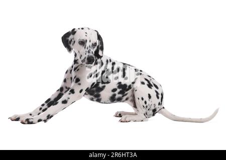 Bezaubernder dalmatinischer Hund auf weißem Hintergrund. Hübsches Haustier Stockfoto