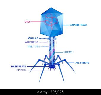 T4 Bakteriophagenstruktur, Illustration Stockfoto