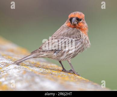 Haus-Finch-Männchen auf dem Pier-Geländer. Palo Alto Baylands, Kalifornien, USA. Stockfoto