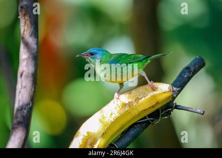 Blue Dacnis auf einer Banane im Sonnenlicht vor unscharfem grünen Hintergrund, Folha Seca, Brasilien Stockfoto