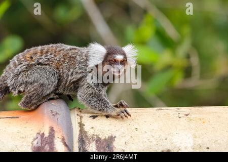 Gewöhnliches Murmeltier, das auf einer Pfeife sitzt, vor der Kamera, vor grünem Hintergrund, Paraty, Brasilien Stockfoto