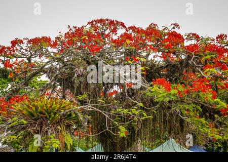 Baumwipfel mit wunderbaren roten Blüten und Epiphyten in der historischen Stadt Paraty, Brasilien, UNESCO-Weltkulturerbe Stockfoto