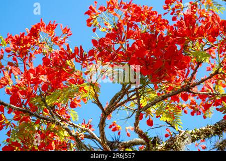 Wunderschöne rote Blüten eines Baumes vor blauem Himmel in der historischen Stadt Paraty, Brasilien, UNESCO-Weltkulturerbe Stockfoto