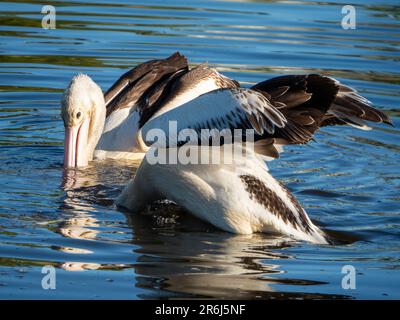 Zwei große australische Pelikane treiben und füttern, einer mit seinem Kopf im Wasser des Sees, Australien Stockfoto