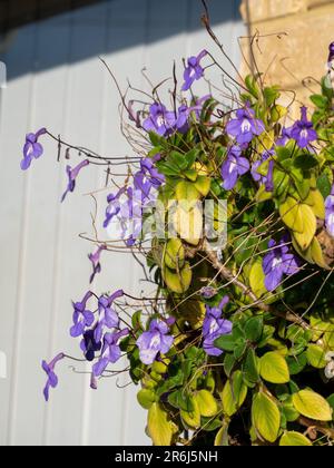 Nickende Veilchen Blumen mit grünen Blättern in einem Hängetopf Stockfoto