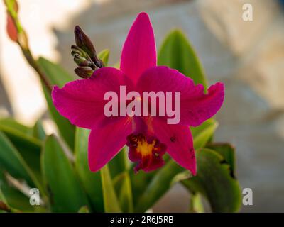 Nahaufnahme der roten Blüte und Knospen der Orchideenblume Laeliocattleya, Hsin Buu Lady, australischer Küstengarten Stockfoto