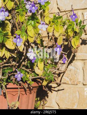 Nickende Veilchen Blumen mit grünen Blättern in einem Hängetopf Stockfoto