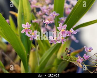 Winzige, hübsche, pinke Oncidium-Orchideenblüten und Knospen, die vor langen grünen Blättern blühen, australischer Küstengarten Stockfoto