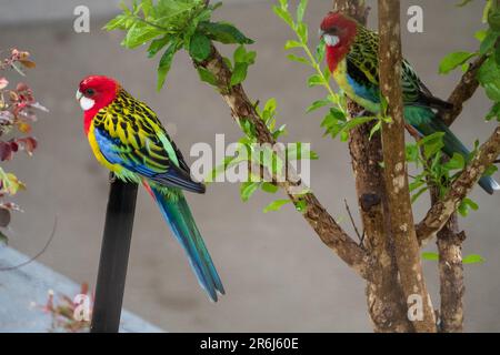 Ein Paar farbenfrohe östliche Rosella-Vögel hoch oben in einem australischen Küstengarten, die essen und twittern Stockfoto