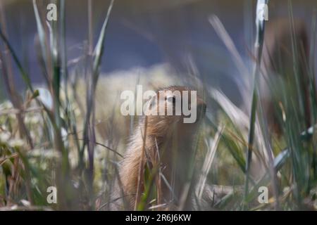 Das Ground Eichhörnchen, auch bekannt als Richardson Ground Eichhörnchen oder Siksik in Inuktitut, versteckt sich im arktischen Gras, Arviat, Nunavut, Kanada Stockfoto