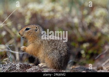 Grobhörnchen, auch bekannt als Richardson Ground Eichhörnchen oder Siksik in Inuktitut, die auf arktischer Tundra, Arviat, Nunavut, Kanada, plündern Stockfoto