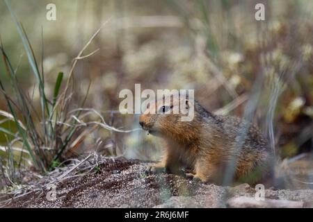 Das Ground Eichhörnchen, auch bekannt als Richardson Ground Eichhörnchen oder Siksik in Inuktitut, versteckt sich im arktischen Gras, Arviat, Nunavut, Kanada Stockfoto