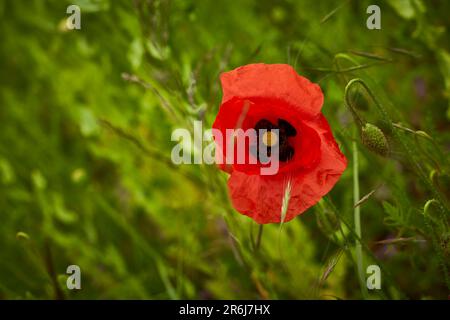 Lila Mohn Feld bei Bad Salzufeln in der Blütezeit, Papaver somniferum, Ostwestfalen Lippe, NRW, Deutschland, Europa Stockfoto