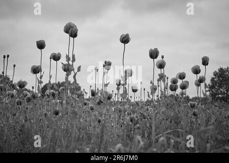 Lila Mohn Feld bei Bad Salzufeln in der Blütezeit, Papaver somniferum, Ostwestfalen Lippe, NRW, Deutschland, Europa Stockfoto