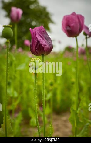 Lila Mohn Feld bei Bad Salzufeln in der Blütezeit, Papaver somniferum, Ostwestfalen Lippe, NRW, Deutschland, Europa Stockfoto