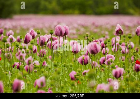 Lila Mohn Feld bei Bad Salzufeln in der Blütezeit, Papaver somniferum, Ostwestfalen Lippe, NRW, Deutschland, Europa Stockfoto