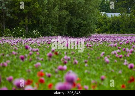 Lila Mohn Feld bei Bad Salzufeln in der Blütezeit, Papaver somniferum, Ostwestfalen Lippe, NRW, Deutschland, Europa Stockfoto