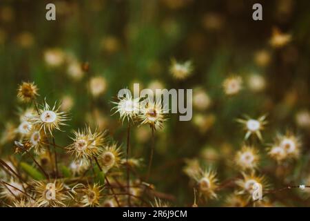 Eine Gruppe von wilden, getrockneten Blumenpflanzen mit Dornen, stachelige Blumen wachsen. Herbstliche Natur in einem Park, Garten. Milchdistel (silybum marianum) getrocknete Blume Stockfoto