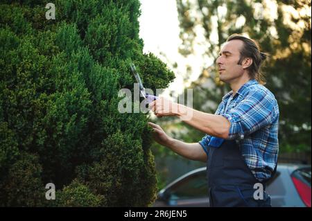 Arbeiten im Garten: Konzentrierter, professioneller Gärtner schneidet, schneidet und formt Buchholz mit Heckenscheren Stockfoto