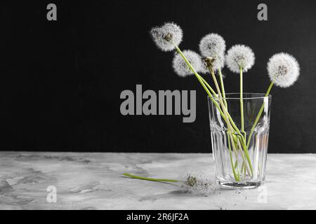 Glas mit weißen Löwenzahnblumen auf dem Tisch vor dunklem Hintergrund Stockfoto