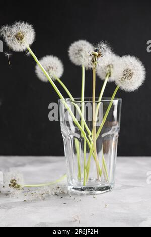 Glas mit weißen Löwenzahnblumen auf dem Tisch vor dunklem Hintergrund Stockfoto