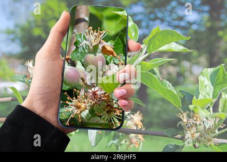 Mädchen halten ihr Smartphone und identifizieren Pflanzen und Kopierraum Stockfoto