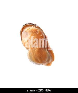 Eine leckere gekochte Muschel, isoliert auf Weiß Stockfoto