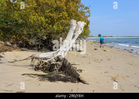 Baumstumpf und Seetang auf Knoll Beach, Shell Bay, Studland, Dorset, Großbritannien Stockfoto