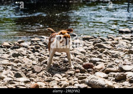 Ein Parson Russell Terrier, der nach einem Bad im Fluss Eamont bei Penrith Cumbria Wasser abschüttelt Stockfoto