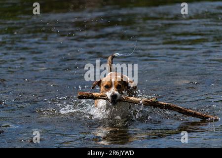 Ein Parson Russell Terrier, der Fetch mit einem Stock im Fluss Eamont bei Penrith Cumbria spielt Stockfoto